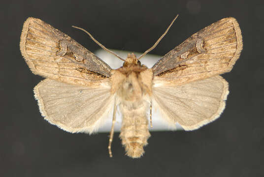 Image of Agrotis obliqua Smith 1903