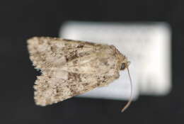 Image of Pseudanarta exasperata Franclemont 1941