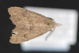 Image of Pseudorgyia russula Grote 1883