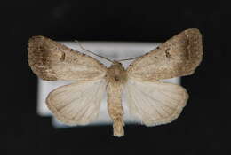 Image of Caradrina atrostriga Barnes & McDunnough 1912