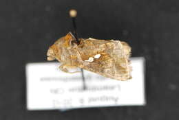 Image of Cutworm