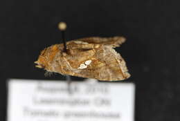 Image of Cutworm