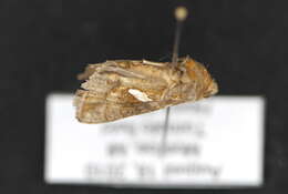 Image of Cutworm