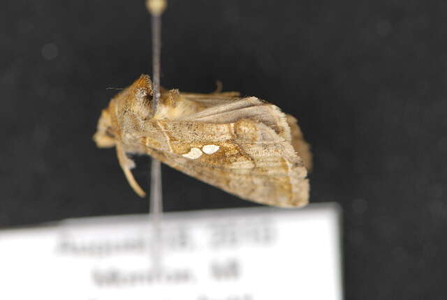 Image of Cutworm