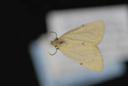 Image of <i>Azenia edentata</i>