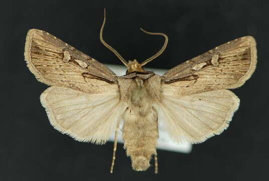 Image of <i>Agrotis antica</i>