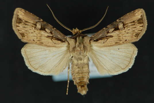 Image of <i>Agrotis antica</i>