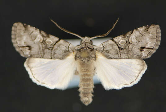 Image of Sympistis forbesi