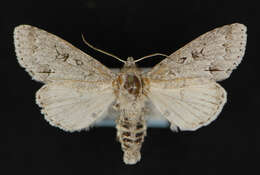 Image of Frosted Dagger Moth