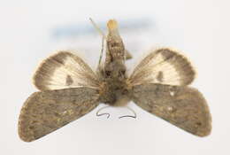 Image of Lasionycta quadrilunata Grote 1874