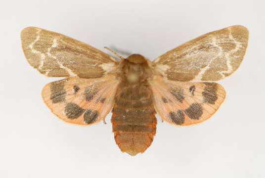 Image de <i>Arctia brachyptera</i>