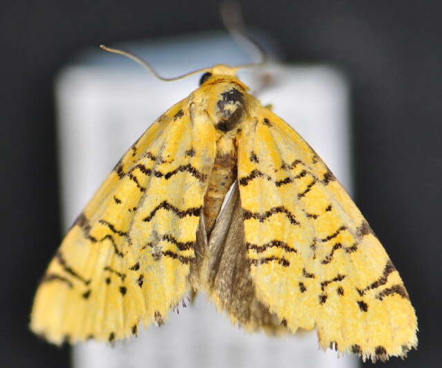 Слика од <i>Chrysoecia atrolinea</i>