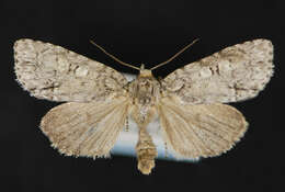 Image of Medium Dagger Moth