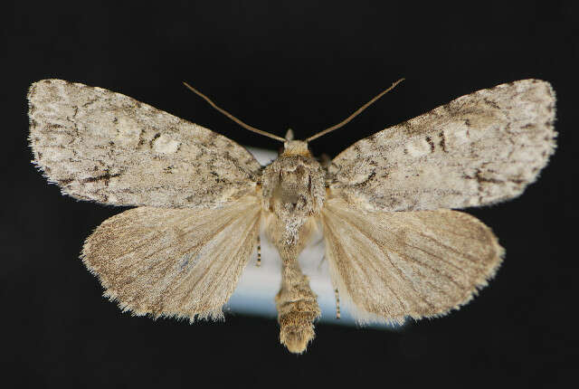 Image of Medium Dagger Moth