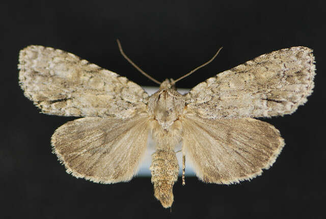 Image of Medium Dagger Moth