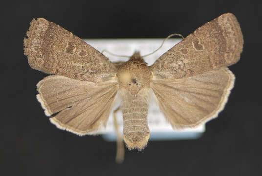 Image of Abagrotis reedi Buckett 1969