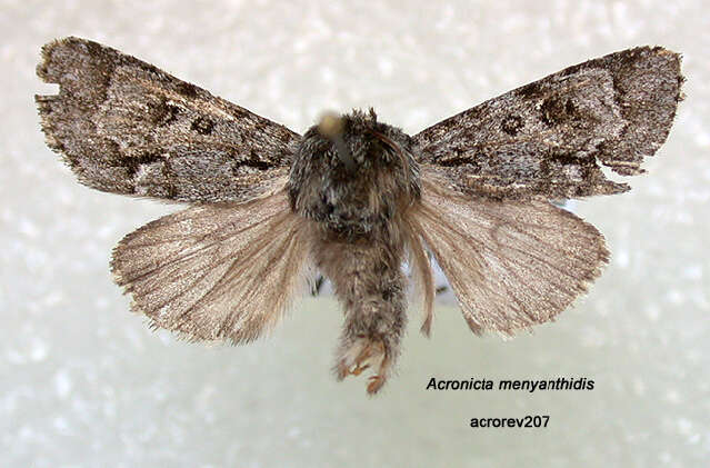 Слика од Acronicta menyanthidis Vieweg 1790