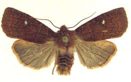 Image of Eupsilia sidus Guenée 1852