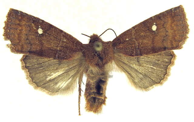 Image of Eupsilia cirripalea Franclemont 1952