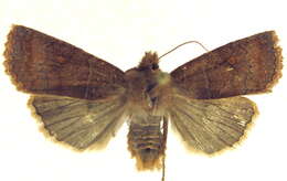 Image of Eupsilia cirripalea Franclemont 1952