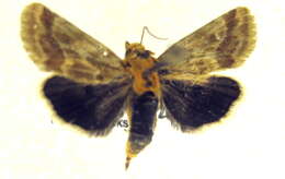 Image of Alluring Schinia Moth