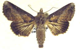 Image of Paectes nubifera Hampson 1912