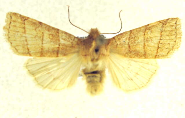 Image of Pyreferra citrombra Franclemont 1941