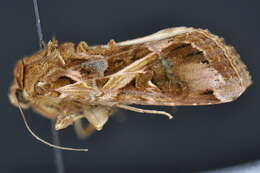 Image of Androgea armyworm moth