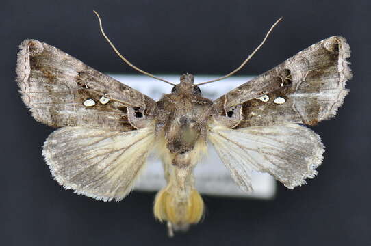 Image of Enigmogramma antillea