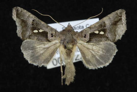 Image of Enigmogramma antillea