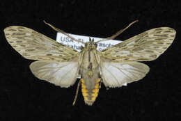 Image of Nelphe carolina (H. Edwards 1886)