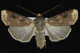 صورة Agrotis apicalis Herrich-Schäffer 1868