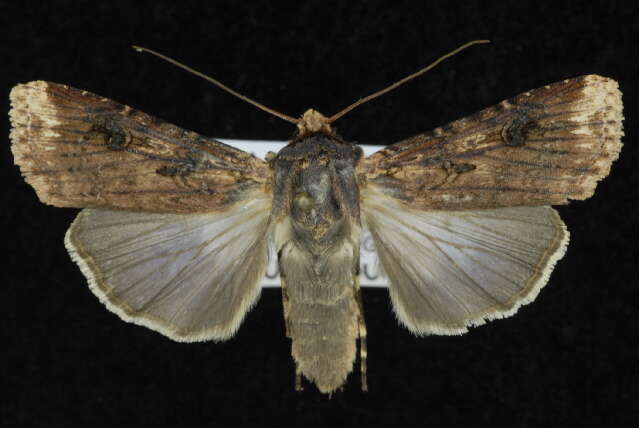 صورة Agrotis apicalis Herrich-Schäffer 1868