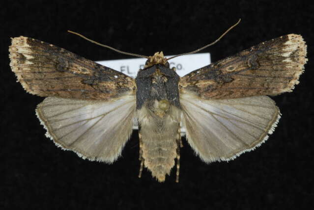 صورة Agrotis apicalis Herrich-Schäffer 1868