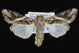 Image of Androgea armyworm moth