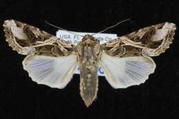 Image of Androgea armyworm moth