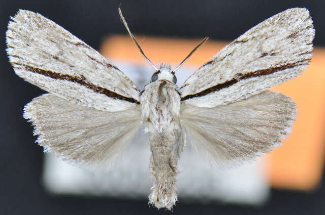 Image of Acronicta