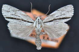 Image of Acronicta