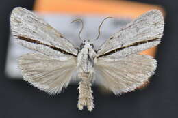 Image of Acronicta