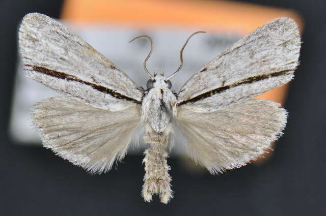 Image of Acronicta