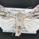 Imagem de Acronicta sagittata McDunnough 1940