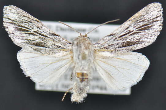 Image of Acronicta sagittata McDunnough 1940