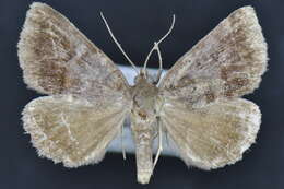 Image of Woodland Chocolate Moth