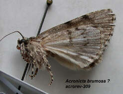 Image of Acronicta