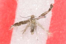 Image of Leurocephala