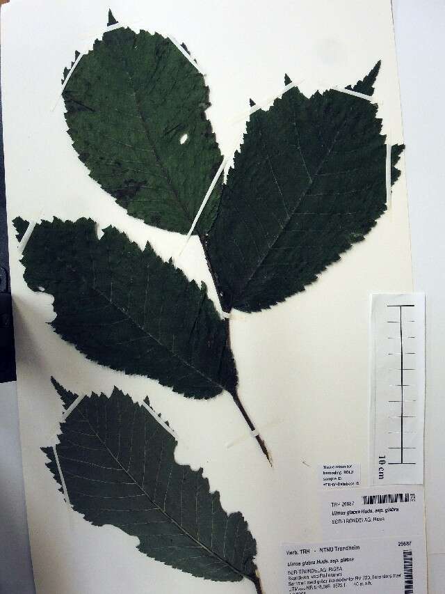 Ulmus glabra resmi