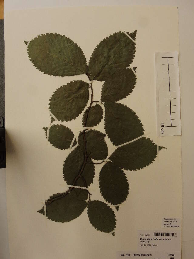 Image of Ulmus glabra