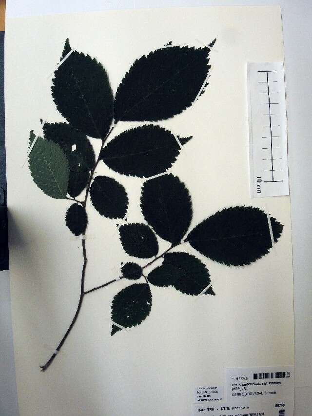 Ulmus glabra resmi