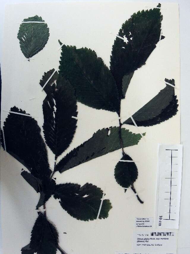 Ulmus glabra resmi