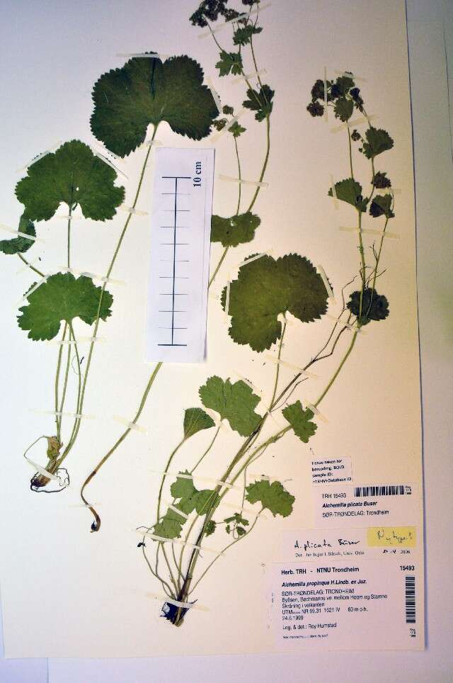 Image of Alchemilla plicata Buser